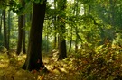 so langsam wird der Wald bunt