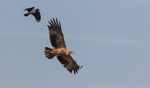 Aquila heliaca