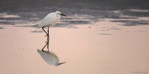 Seidenreiher (Egretta garzetta)