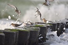 Auf den Buhnen der Ostsee