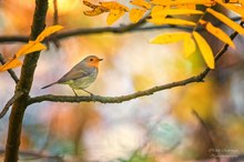 ~Rotkehlchen im Herbstdesign~