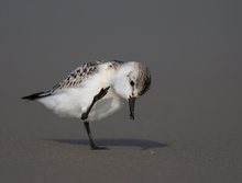 Sanderling am strand