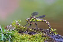 eine Blau-grüne Mosaikjungfer