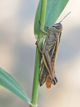 Hübscher Grashüpfer