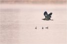 Rohrdommel im Flug