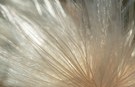 Licht