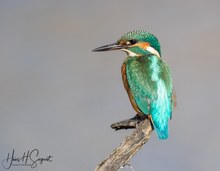 Eisvogel (weiblich)