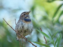 Frau Blaukehlchen