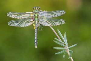 Golden wings