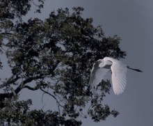 Silberreiher vor Baumsilhouette