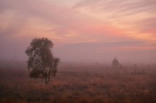 Morgens im Moor