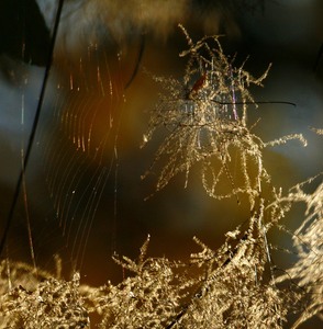 Samenstand im Morgenlicht