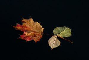 Herbstblätter-Kombination...