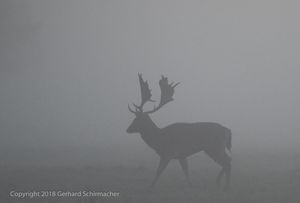 Damhirsch im Morgennebel