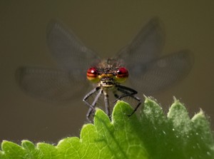 Fliegender Edelstein