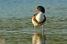 Eine fröhliche Gans