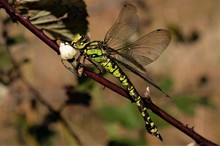 Blaugrüne Mosaikjungfer (Aeshna Cyanek) Weibchen