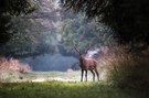 Rothirsch (Cervus elaphus)