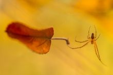 Die Spinne und das Blatt
