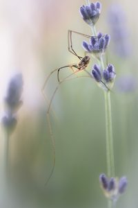 Morgens im Lavendel...