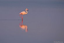 Rosaflamingo (Phoenicopterus roseus)