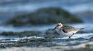 Der Sanderling