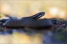 Vipera berus