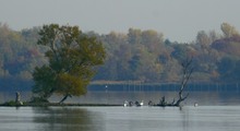 Landzunge mit Schwänen