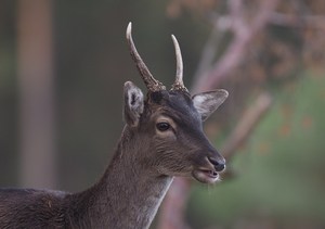 Damhirsch Spießer