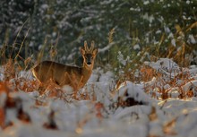 Winterbock