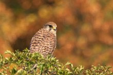 Herbstfalke