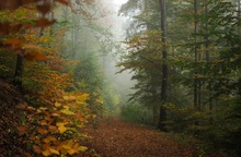 Herbstlicher Wald