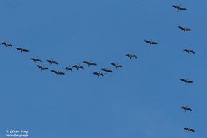 Formationsflug mit Flankenschutz