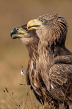 Seeadler Duett