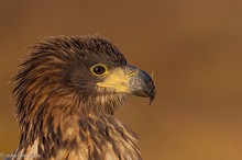 jüngerer Seeadler in der schönen Morgensonne