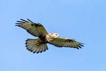 Neben dem Turmfalken beherscht auch der Raufussbussard