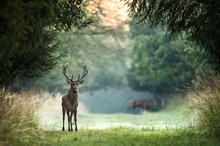 Rothirsch (Cervus elaphus) - Brunft