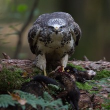 Mäusebussard