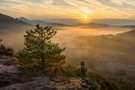 Morgenstimmung im Pfälzerwald