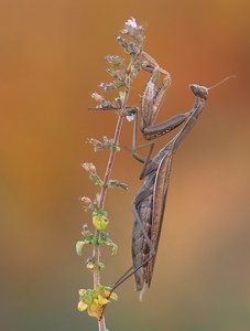 Herbstmantis