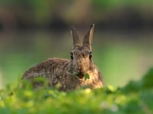 Wildkaninchen