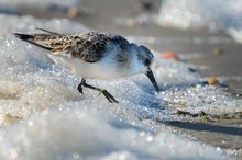 Sanderling