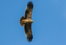 Heuriger Kaiseradler