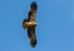 Heuriger Kaiseradler