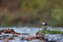 Herbst am Fluss