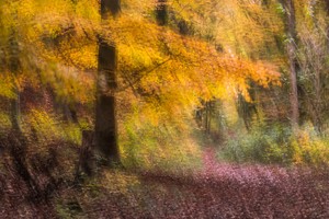 Wischer, Buchenwald im Herbst