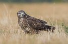 Mäusebussard auf gemähter Wiese