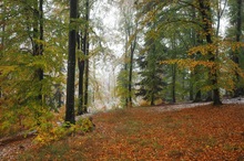 Herbstwald...