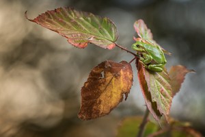 Herbst-Laubi