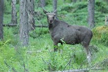 Schwedische Waldeinblicke II